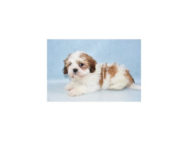 Lhasa Apso DOG Male Red Gold 8077 Petland San Antonio, TX