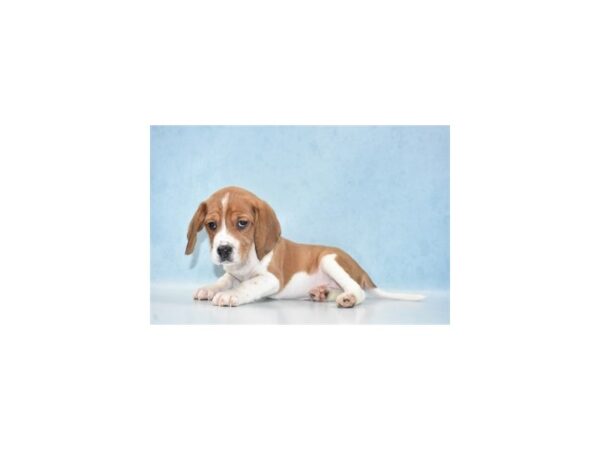 Beagle DOG Male Red and White 4909 Petland San Antonio, TX