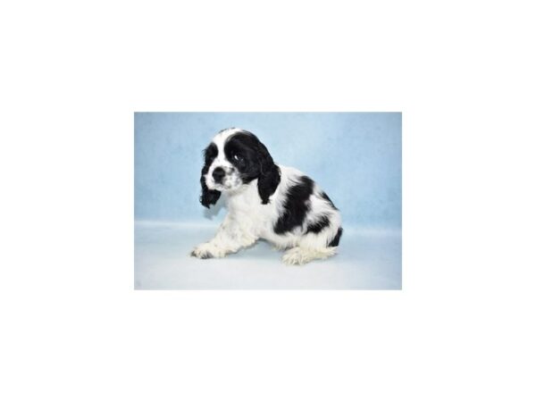 Cocker Spaniel-DOG-Male-Black and White-4910-Petland San Antonio, TX