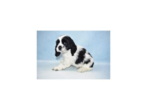 Cocker Spaniel DOG Male Black and White 4910 Petland San Antonio, TX