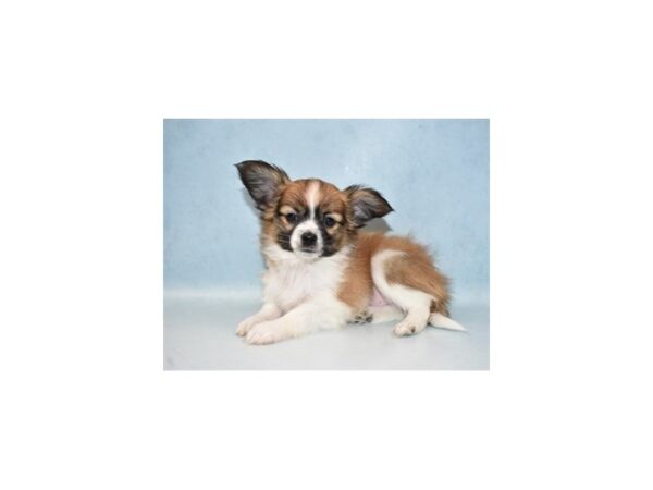 Papillon DOG Male White and Red 4926 Petland San Antonio, TX