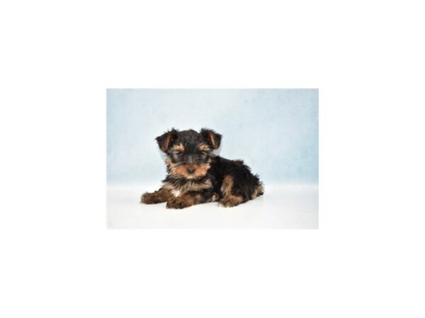 Yorkshire Terrier DOG Male Black and Tan 8078 Petland San Antonio, TX