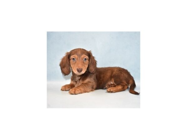 Dachshund DOG Male Red 4911 Petland San Antonio, TX