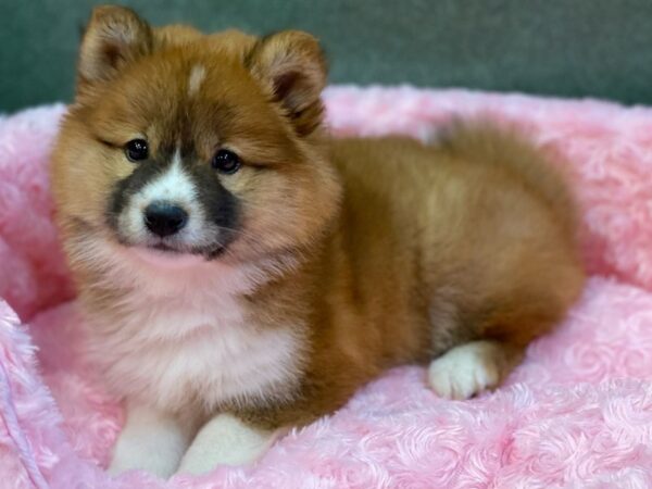 Shiba Inu-DOG-Female-Red & White-8070-Petland San Antonio, TX