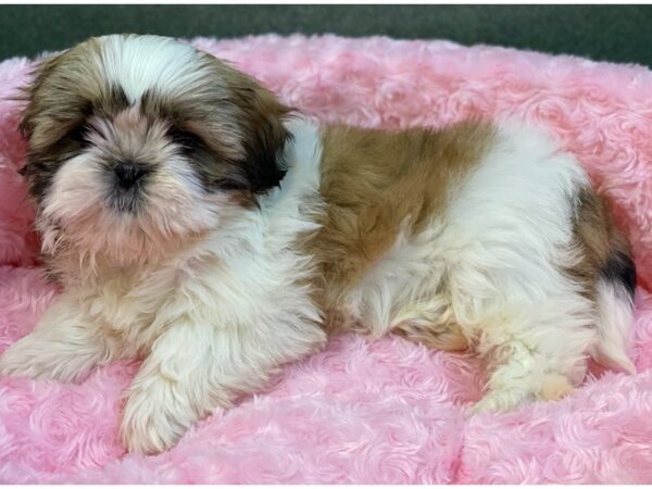 Shih Tzu DOG Female Gold & White 8073 Petland San Antonio, TX