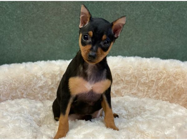 Miniature Pinscher DOG Male Black & Tan 8075 Petland San Antonio, TX