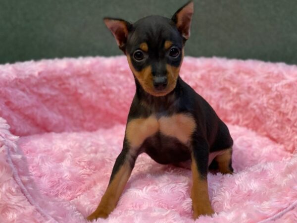 Miniature Pinscher DOG Female Black & Tan 8076 Petland San Antonio, TX