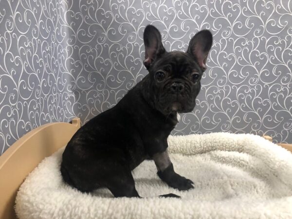 French Bulldog DOG Female blk/wh 4859 Petland San Antonio, TX