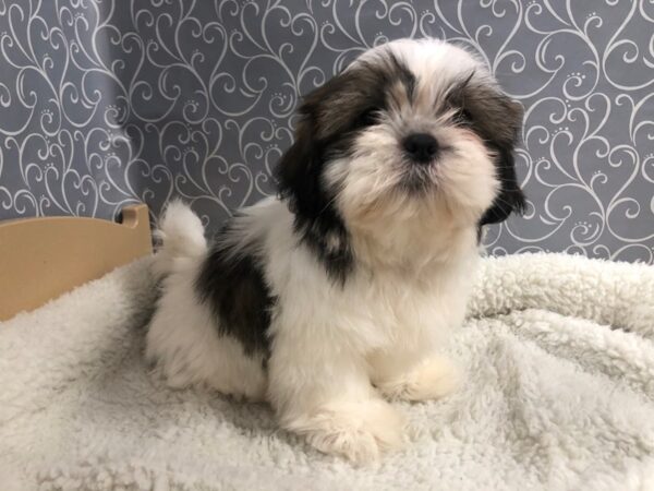 Shih Tzu DOG Male wh & gld parti 4915 Petland San Antonio, TX