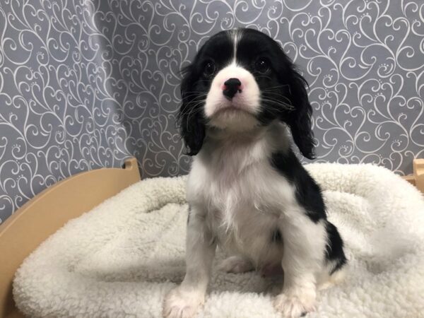 Cockalier DOG Male blk & wh parti 4914 Petland San Antonio, TX