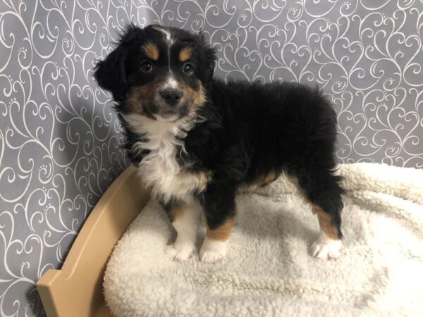 Australian Shepherd-DOG-Female-blk, wh mkgs tn pts-4916-Petland San Antonio, TX