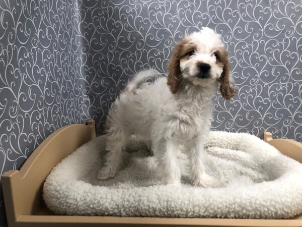 2nd Generation Mini Goldendoodle DOG Female wh & rd parti 4917 Petland San Antonio, TX