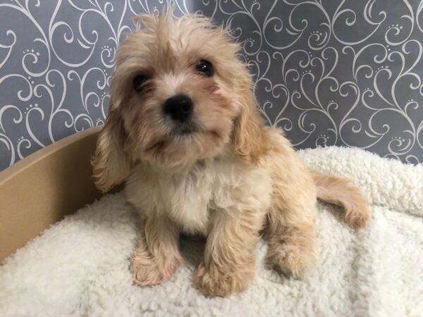 Cavachon DOG Male apct 4918 Petland San Antonio, TX