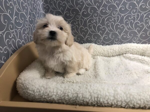 Teddy Bear DOG Female cr 4920 Petland San Antonio, TX