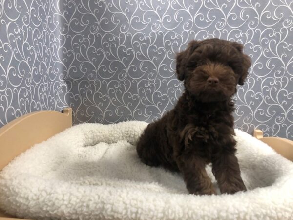 Schnoodle DOG Male chlt 4921 Petland San Antonio, TX