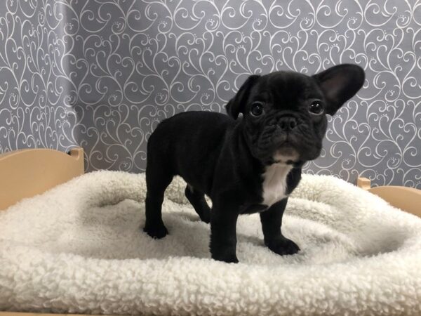 French Bulldog DOG Male brindle 4923 Petland San Antonio, TX