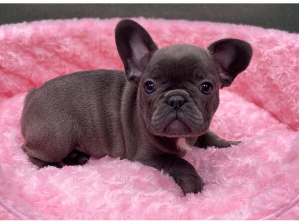 French Bulldog-DOG-Female-Blue-8071-Petland San Antonio, TX