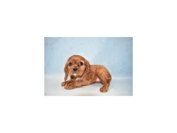Cavalier King Charles Spaniel-DOG-Male-Red and White-4924-Petland San Antonio, TX