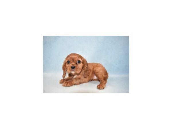 Cavalier King Charles Spaniel DOG Male Red and White 4924 Petland San Antonio, TX