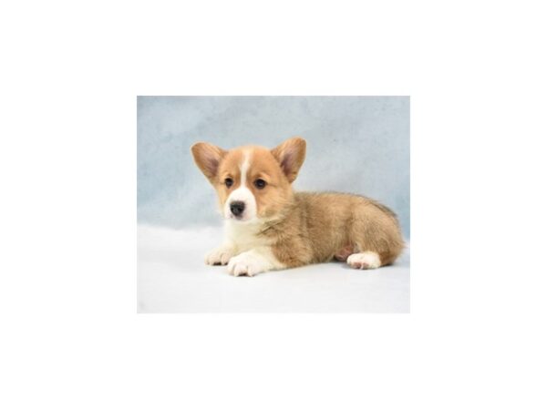 Pembroke Welsh Corgi DOG Male Sable 4927 Petland San Antonio, TX