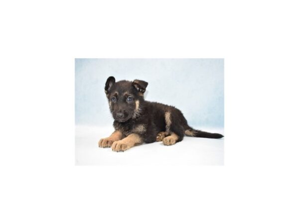 German Shepherd DOG Male Black and Tan 4925 Petland San Antonio, TX