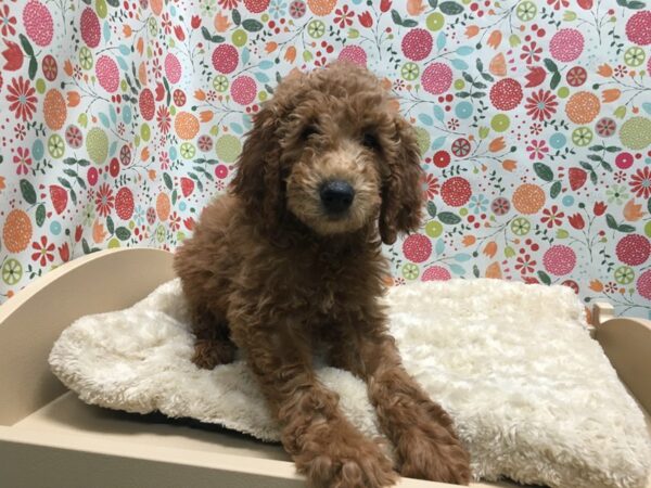 Golden Doodle DOG Female red 4948 Petland San Antonio, TX