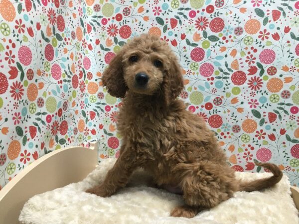 Golden Doodle DOG Male red 4947 Petland San Antonio, TX