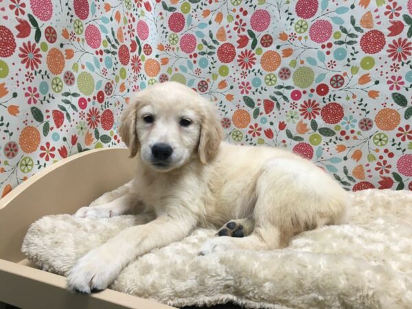 Golden Retriever DOG Female gldn 4946 Petland San Antonio, TX