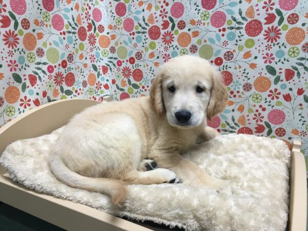 Golden Retriever-DOG-Male-gldn-4945-Petland San Antonio, TX
