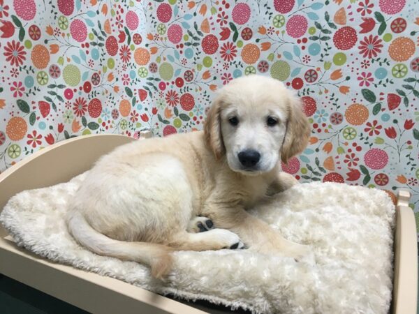 Golden Retriever DOG Male gldn 4945 Petland San Antonio, TX