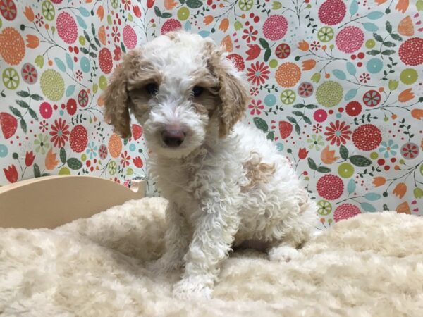 Miniature Goldendoodle-DOG-Female-wh, br mkgs-4944-Petland San Antonio, TX