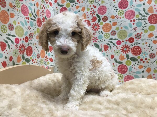 Miniature Goldendoodle DOG Female wh, br mkgs 4944 Petland San Antonio, TX