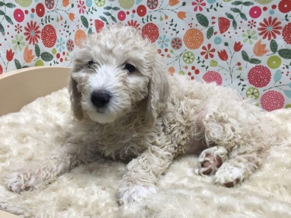 Miniature Goldendoodle DOG Female cream 4943 Petland San Antonio, TX