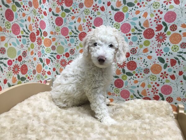 Miniature Goldendoodle DOG Male white 4942 Petland San Antonio, TX