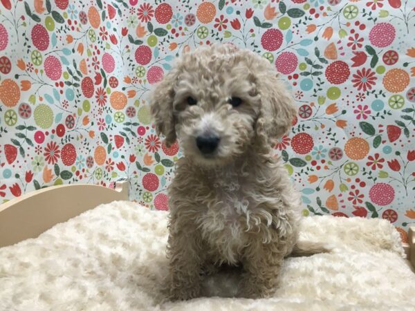 Miniature Goldendoodle-DOG-Male-rd, wh mkgs-4941-Petland San Antonio, TX