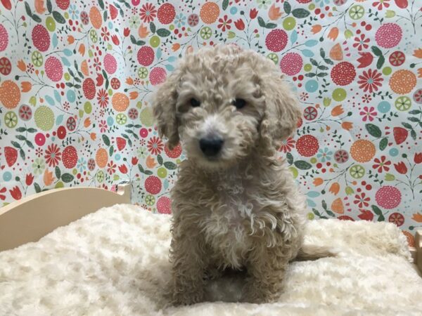 Miniature Goldendoodle DOG Male rd, wh mkgs 4941 Petland San Antonio, TX