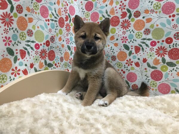 Shiba Inu-DOG-Female-rd sesame-4940-Petland San Antonio, TX