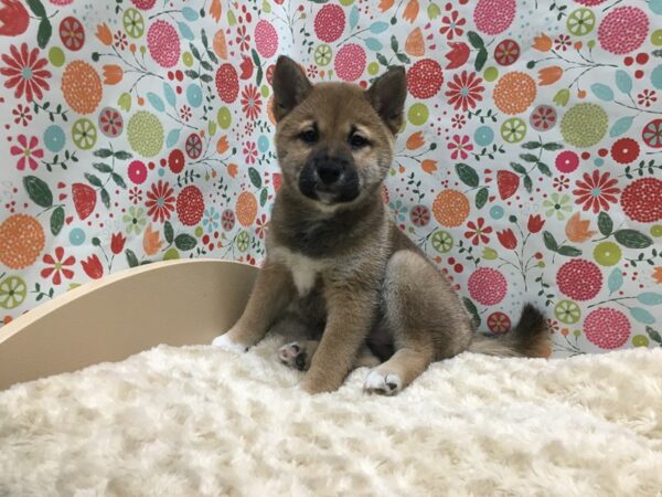 Shiba Inu DOG Female rd sesame 4940 Petland San Antonio, TX