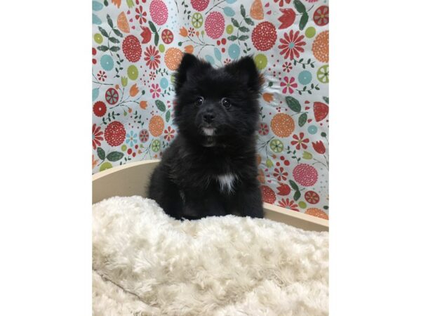 Pomeranian DOG Female blk wh mkgs 4938 Petland San Antonio, TX