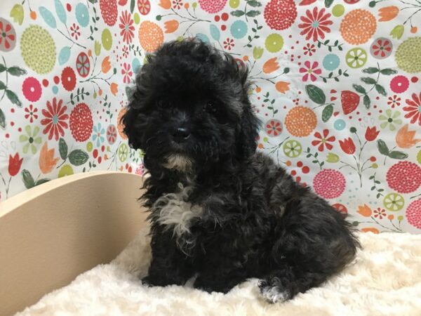 Yorkiepoo DOG Female blk brdl, wh mkgs 4937 Petland San Antonio, TX