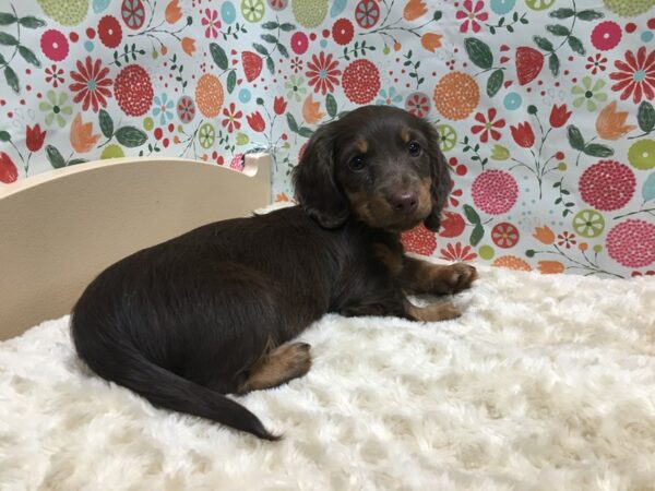 Dachshund-DOG-Female-chlt & tn-4936-Petland San Antonio, TX