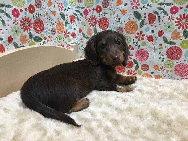 Dachshund DOG Female chlt & tn 4936 Petland San Antonio, TX