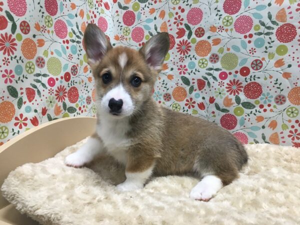 Pembroke Welsh Corgi DOG Male rd, wh  mkgs 4935 Petland San Antonio, TX