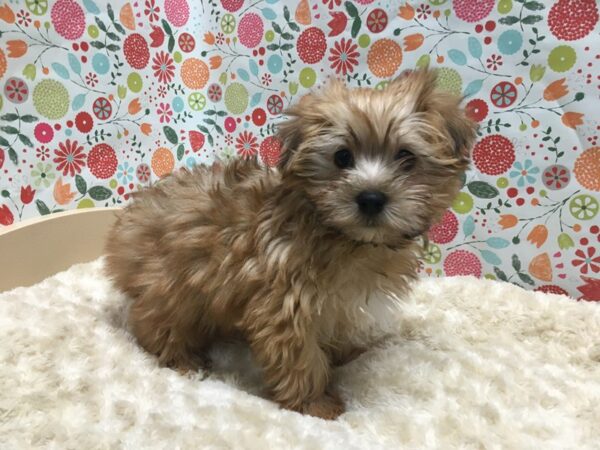 Morkie DOG Female gld, wh mkgs 4934 Petland San Antonio, TX