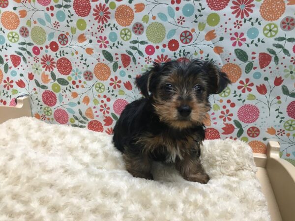 Yorkie DOG Male bl & gld 4933 Petland San Antonio, TX