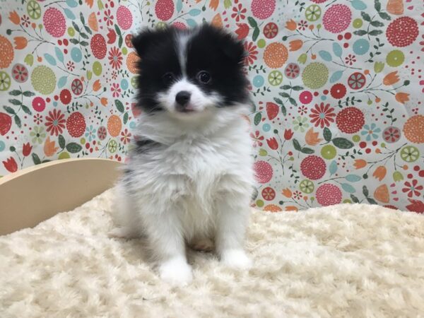 Pomeranian DOG Male wh & blk parti 4932 Petland San Antonio, TX