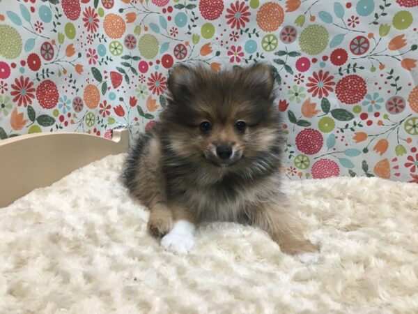 Pomeranian DOG Male rd sbl, wh mkgs 4931 Petland San Antonio, TX