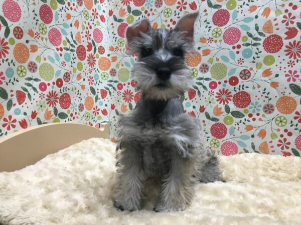 Miniature Schnauzer DOG Male slt & ppr 4930 Petland San Antonio, TX