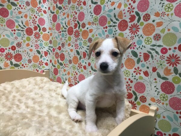 Bichon Frise/Jack Russell Terrier-DOG-Male-wh & rd-4928-Petland San Antonio, TX