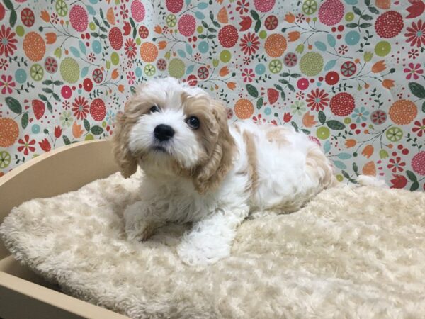 Cava Chon DOG Male wh & apct 4906 Petland San Antonio, TX